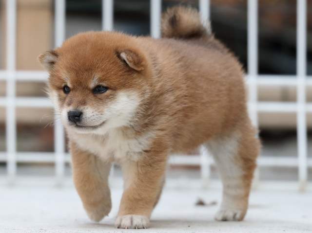 AI5I4346-3383puppy AI5I4346-3383puppy