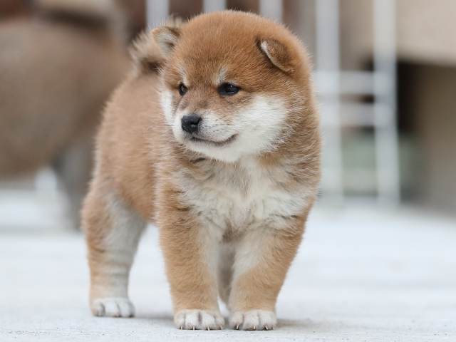 AI5I4383-3383puppy AI5I4383-3383puppy