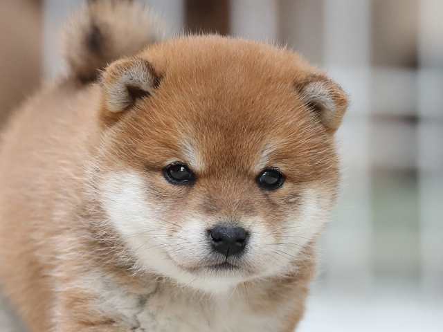 AI5I4395-3383puppy AI5I4395-3383puppy