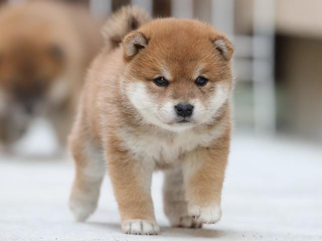 AI5I4398-3383puppy AI5I4398-3383puppy