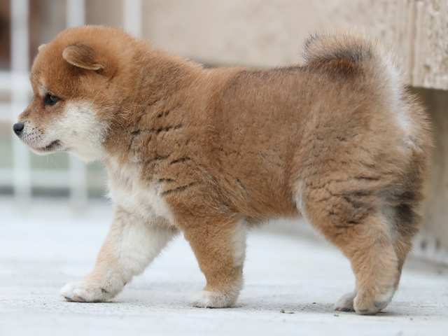 AI5I4434-3383puppy AI5I4434-3383puppy