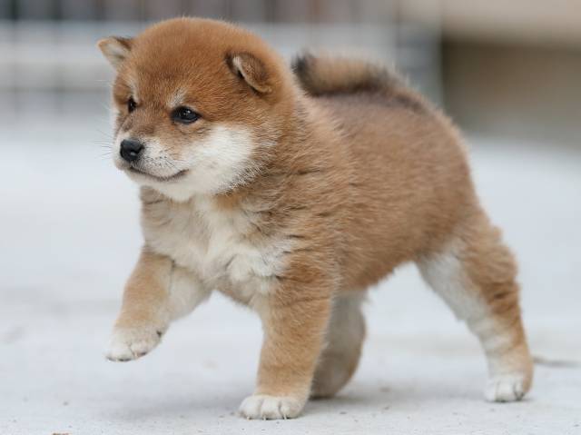 AI5I4483-3383puppy AI5I4483-3383puppy