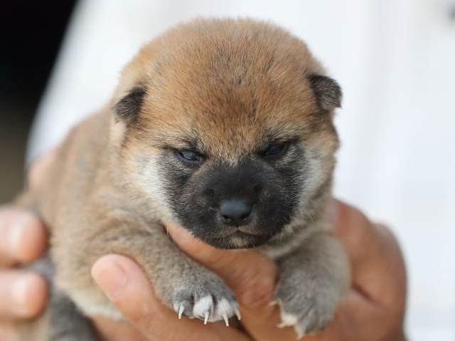 AI5I4548-3384puppy AI5I4548-3384puppy