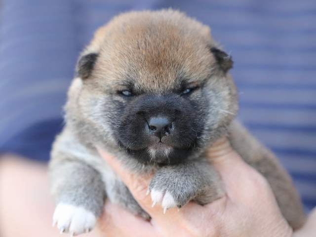 AI5I4591-3385puppy AI5I4591-3385puppy