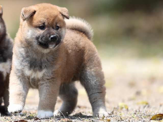 AI5I5201-3389puppy AI5I5201-3389puppy