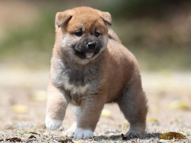 AI5I5238-3389puppy AI5I5238-3389puppy