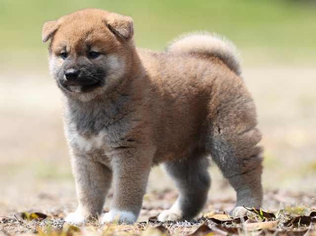 AI5I5291-3389puppy AI5I5291-3389puppy