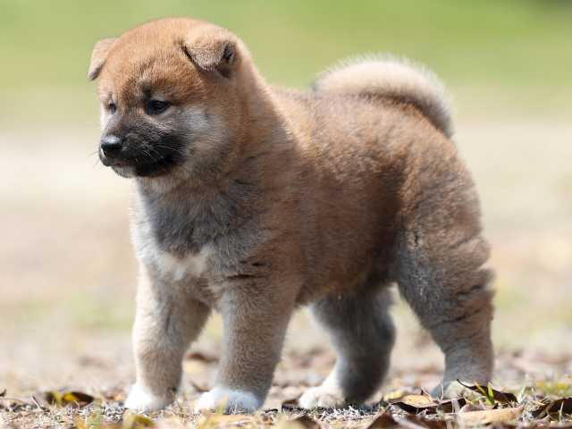 AI5I5292-3389puppy AI5I5292-3389puppy