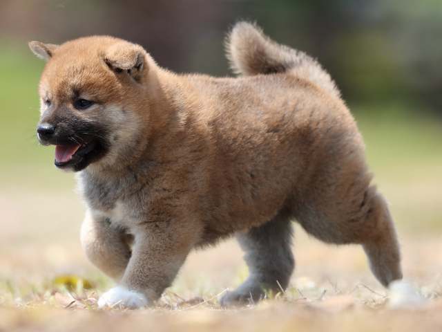 AI5I5331-3389puppy AI5I5331-3389puppy