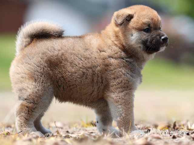 AI5I5365-3389puppy AI5I5365-3389puppy
