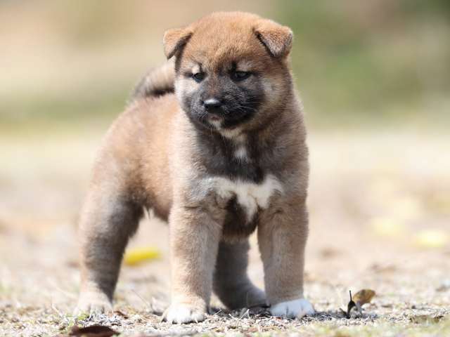 AI5I5411-3390puppy AI5I5411-3390puppy
