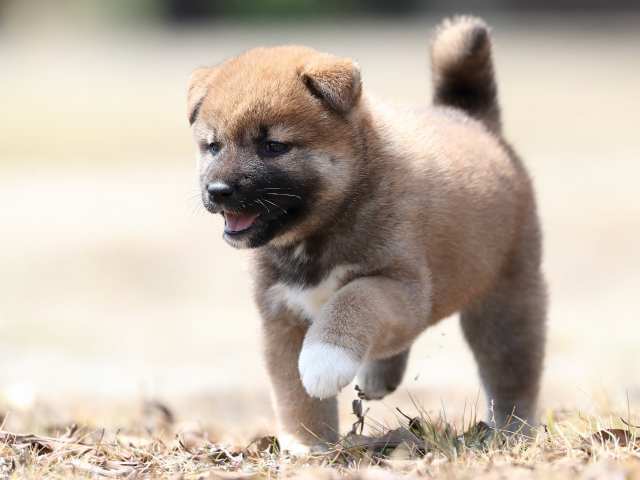 AI5I5490-3390puppy AI5I5490-3390puppy