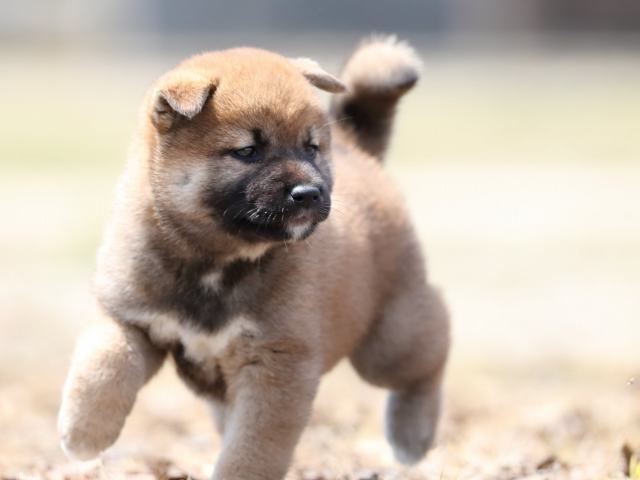 AI5I5510-3390puppy AI5I5510-3390puppy