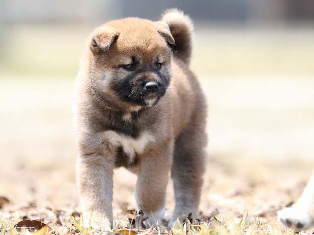 AI5I5512-3390puppy AI5I5512-3390puppy