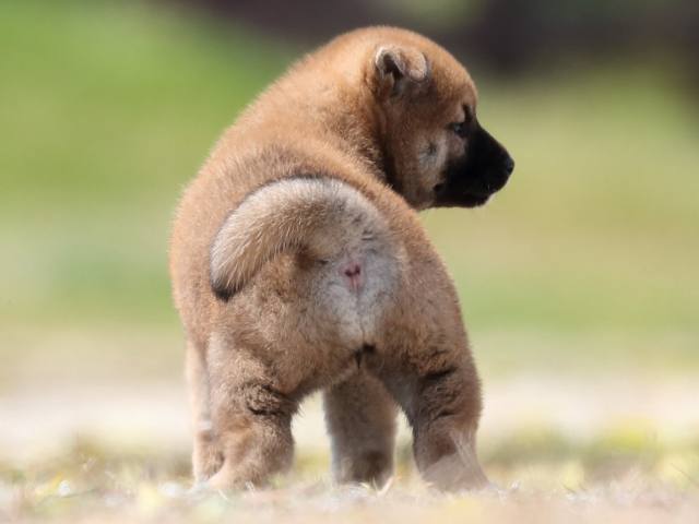 AI5I5531-3390puppy AI5I5531-3390puppy