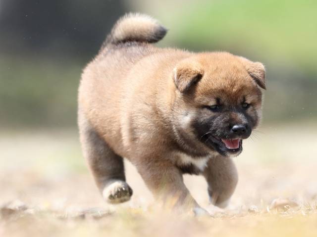 AI5I5571-3390puppy AI5I5571-3390puppy