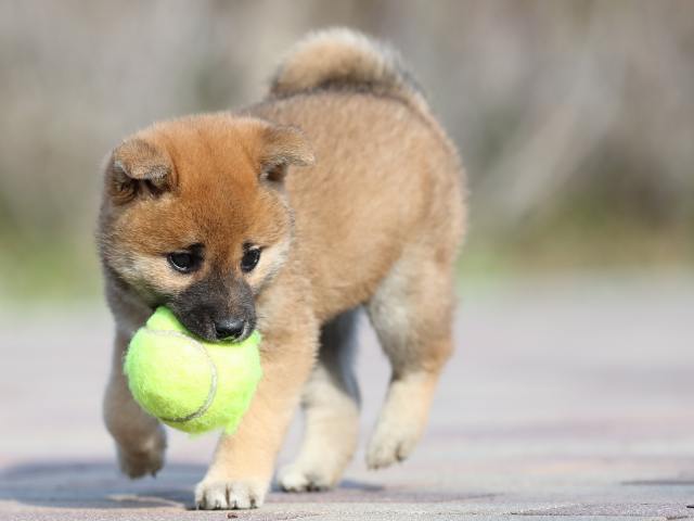 AI5I5768-3388puppy AI5I5768-3388puppy