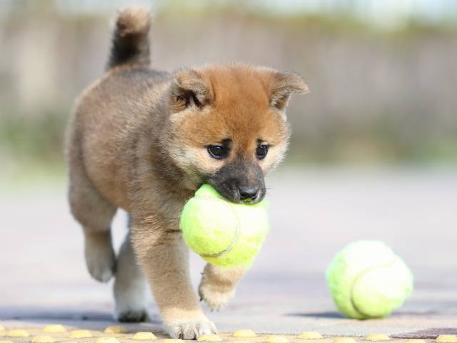 AI5I5775-3388puppy AI5I5775-3388puppy