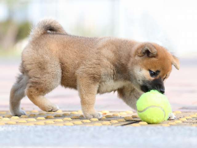 AI5I5780-3388puppy AI5I5780-3388puppy