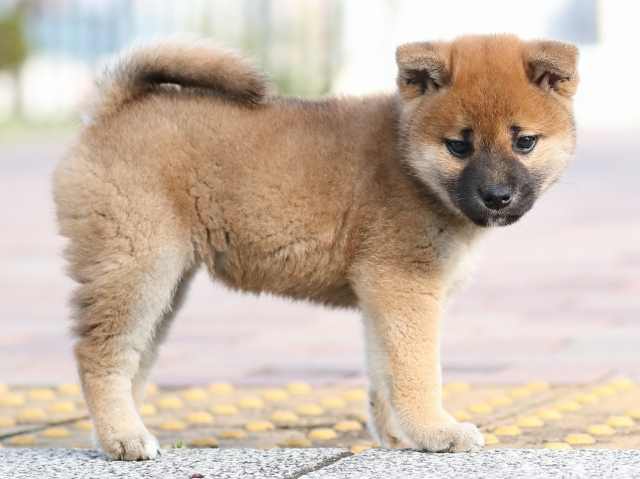 AI5I5893-3388puppy AI5I5893-3388puppy