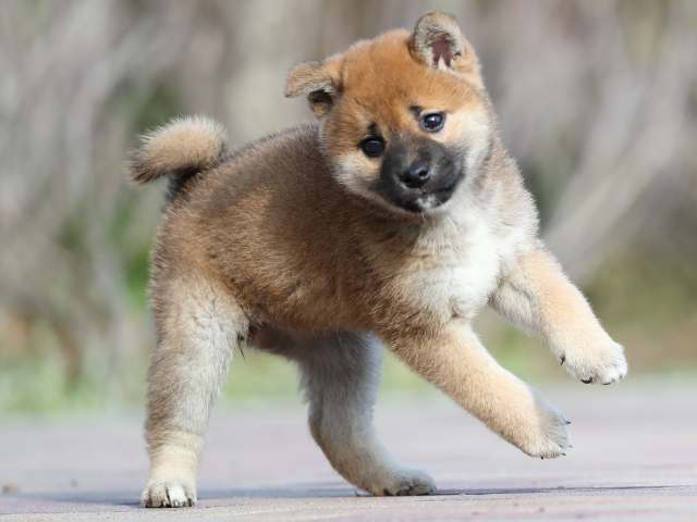 AI5I5955-3388puppy AI5I5955-3388puppy