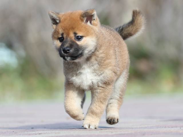 AI5I5957-3388puppy AI5I5957-3388puppy