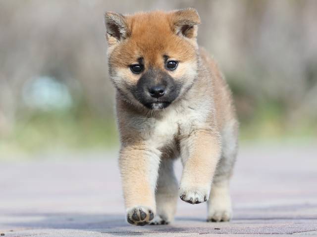 AI5I5962-3388puppy AI5I5962-3388puppy