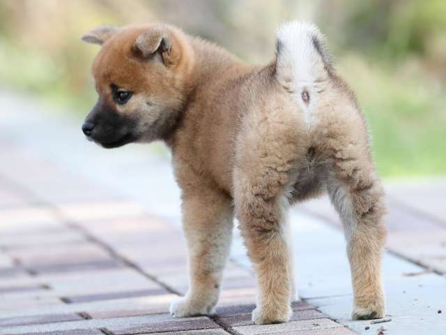 AI5I5994-3388puppy AI5I5994-3388puppy