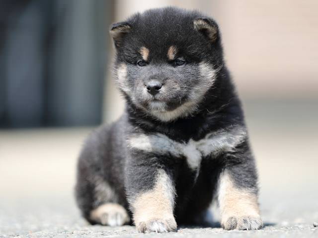AI5I7183-3364puppy AI5I7183-3364puppy