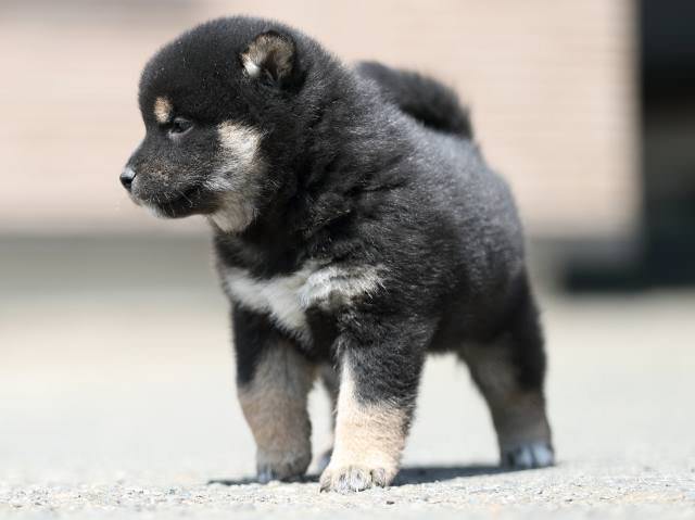 AI5I7258-3364puppy AI5I7258-3364puppy