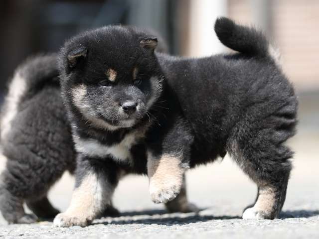 AI5I7271-3364puppy AI5I7271-3364puppy