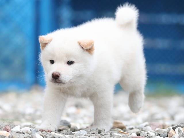 AI5I7316-3376puppy AI5I7316-3376puppy
