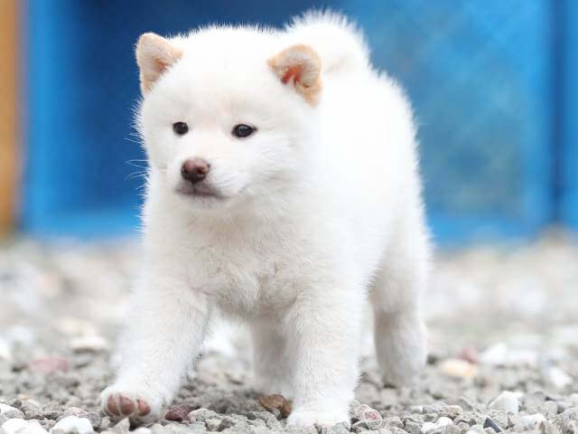 AI5I7323-3376puppy AI5I7323-3376puppy