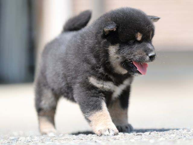 AI5I7329-3364puppy AI5I7329-3364puppy