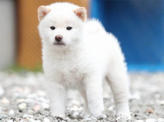 AI5I7332-3376puppy AI5I7332-3376puppy