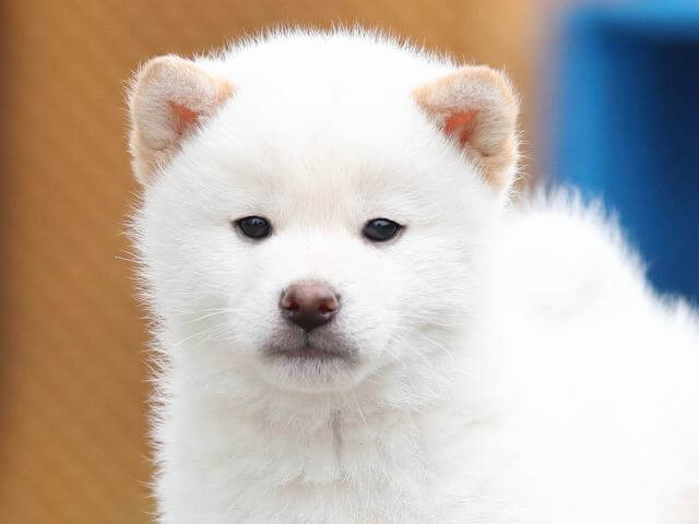 AI5I7338-3376puppy AI5I7338-3376puppy