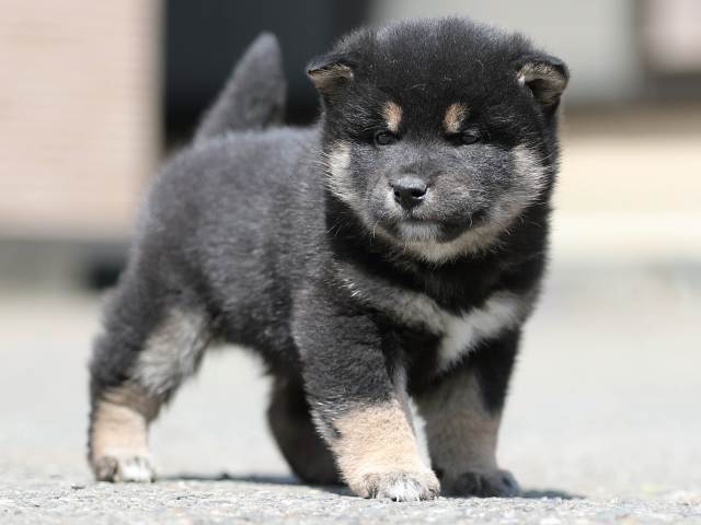 AI5I7340-3364puppy AI5I7340-3364puppy