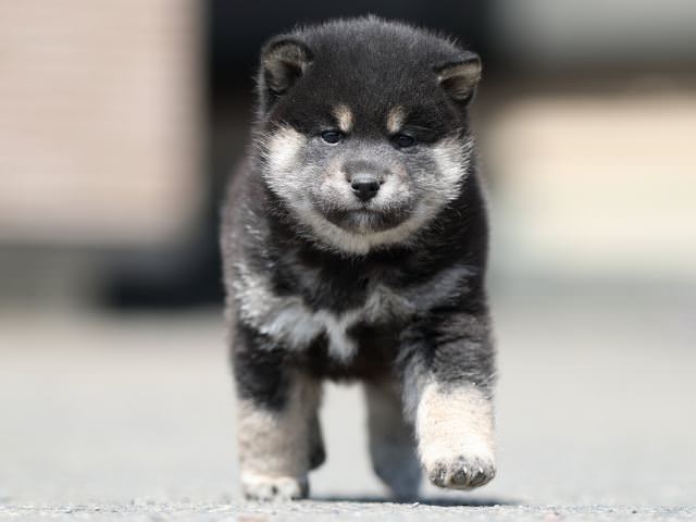 AI5I7367-3365puppy AI5I7367-3365puppy