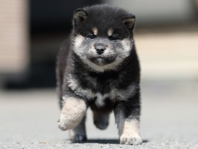 AI5I7372-3365puppy AI5I7372-3365puppy