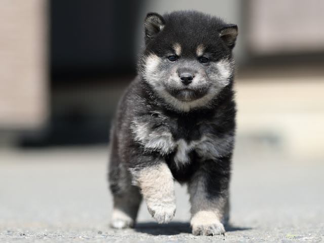 AI5I7390-3365puppy AI5I7390-3365puppy