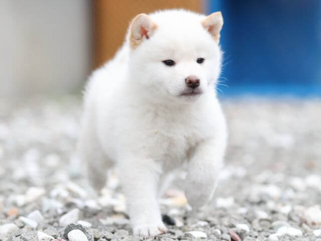 AI5I7396-3376puppy AI5I7396-3376puppy