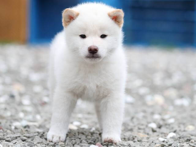 AI5I7412-3376puppy AI5I7412-3376puppy