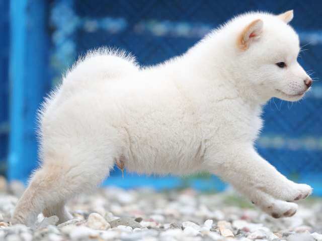 AI5I7429-3376puppy AI5I7429-3376puppy