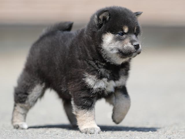 AI5I7433-3365puppy AI5I7433-3365puppy