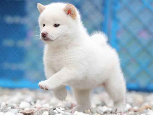 AI5I7436-3376puppy AI5I7436-3376puppy
