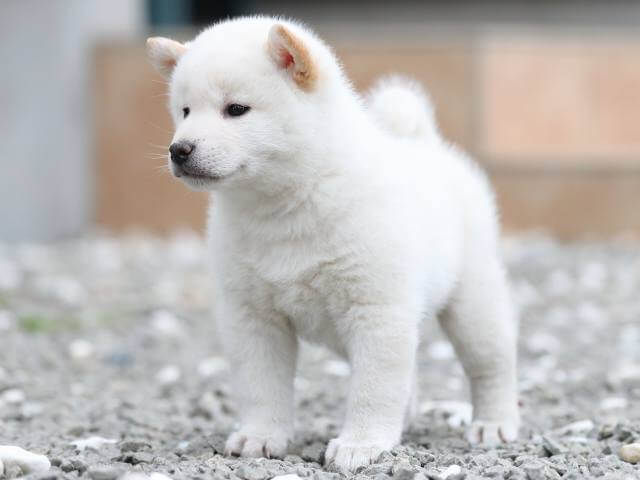 AI5I7469-3377puppy AI5I7469-3377puppy