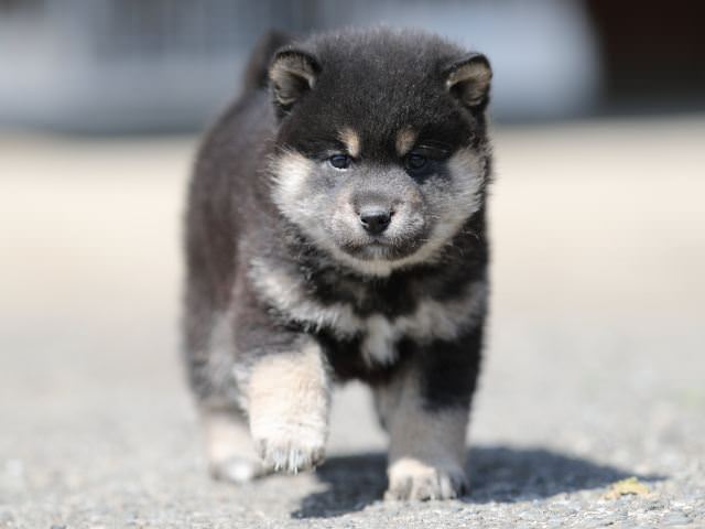 AI5I7474-3365puppy AI5I7474-3365puppy