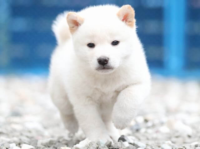 AI5I7503-3377puppy AI5I7503-3377puppy