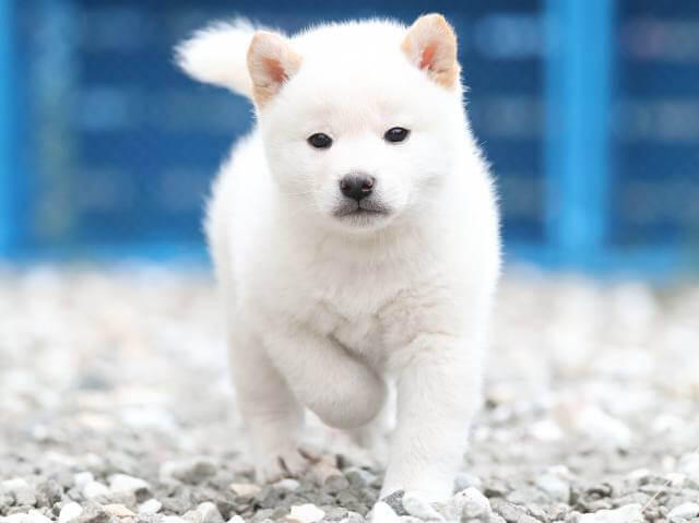 AI5I7505-3377puppy AI5I7505-3377puppy