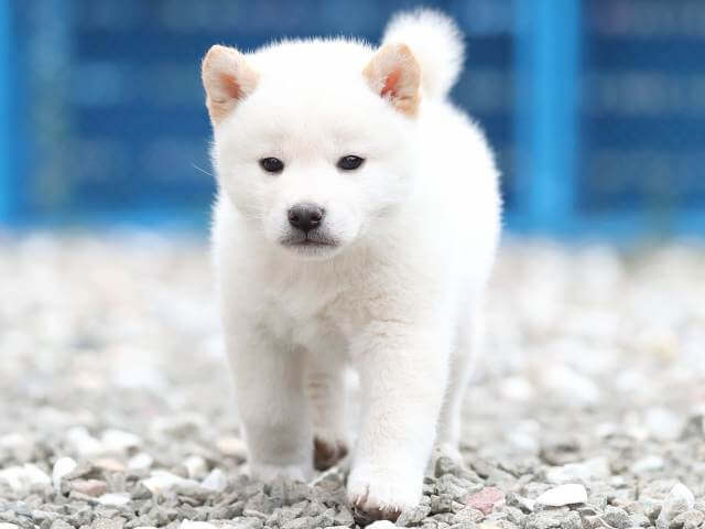 AI5I7506-3377puppy AI5I7506-3377puppy